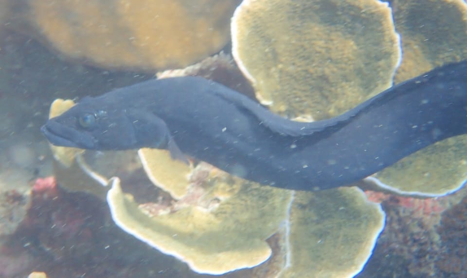 ภาพประกอบของ ปลาไหลทราย (Congrogadus subducens)