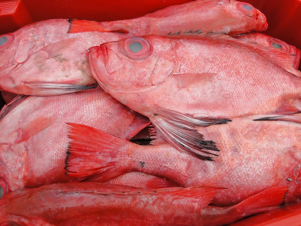 ภาพประกอบของ ปลา japonicus (Cookeolus japonicus)