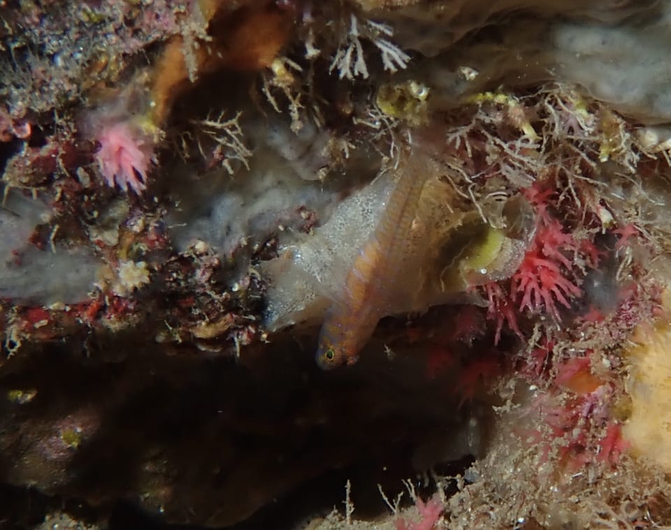 ภาพประกอบของ ปลาบู่บู่ (Corcyrogobius liechtensteini)