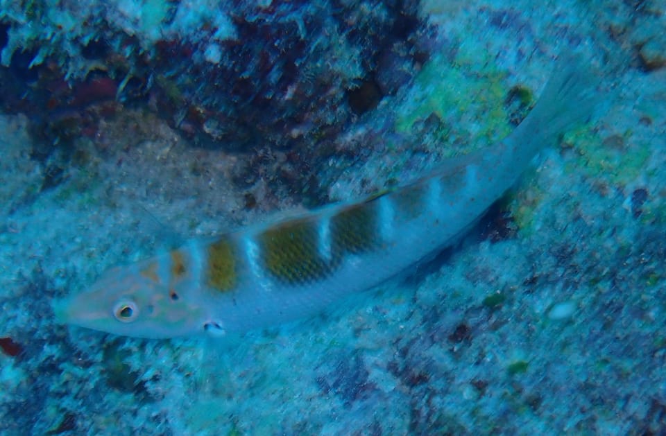 ภาพประกอบของ ปลานกขุนทองทราย (Coris batuensis)