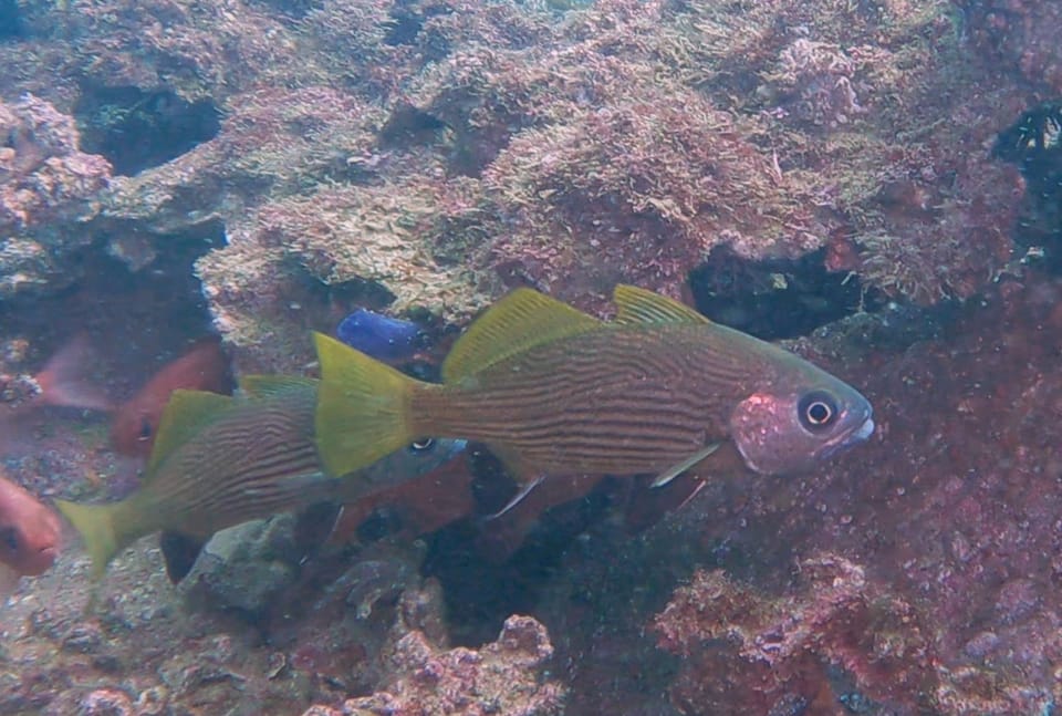 ภาพประกอบของ ปลาจวด macrops (Corvula macrops)