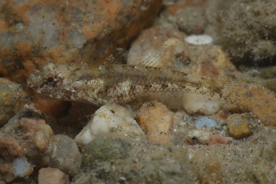ภาพประกอบของ ปลาบู่บู่ (Coryogalops anomolus)