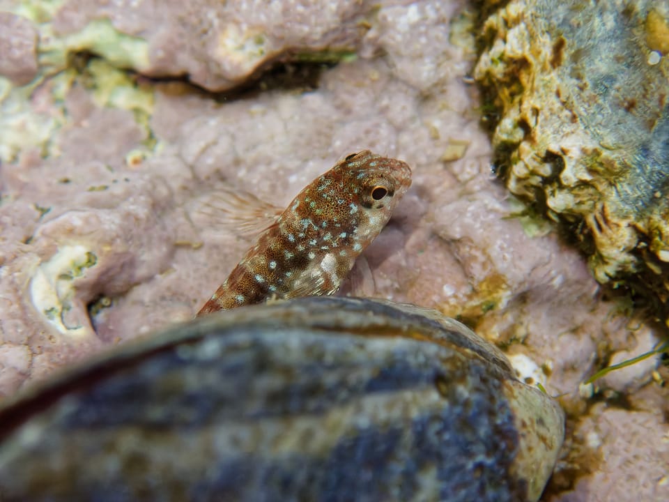 ภาพประกอบของ ปลาตั๊กแตนหินตั๊กแตนหิน (Coryphoblennius galerita)