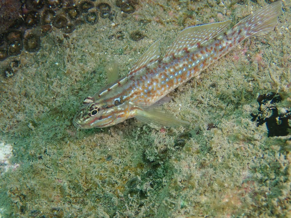 ภาพประกอบของ ปลาบู่บู่ (Coryphopterus glaucofraenum)