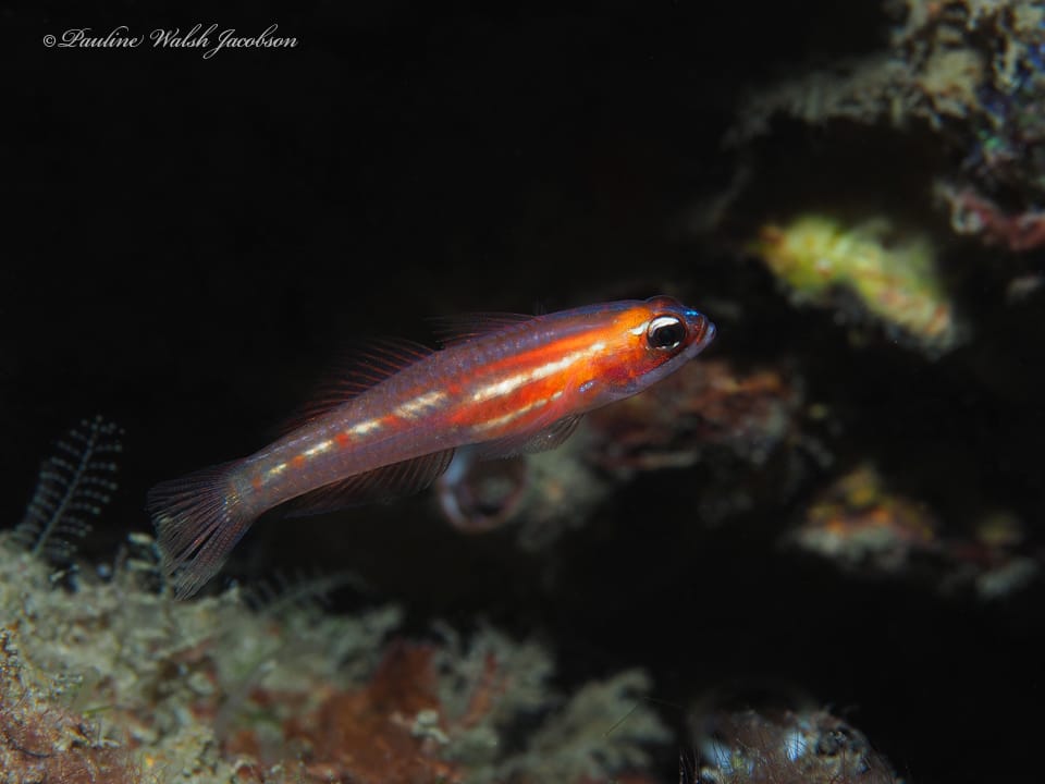 ภาพประกอบของ ปลาบู่หน้ากากบู่ (Coryphopterus personatus)