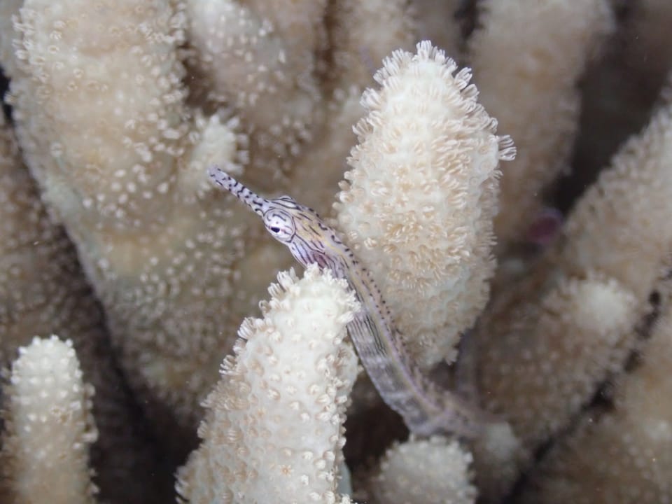 ภาพประกอบของ ปลาจิ้มฟันจระเข้ลายด่าง (Corythoichthys intestinalis)