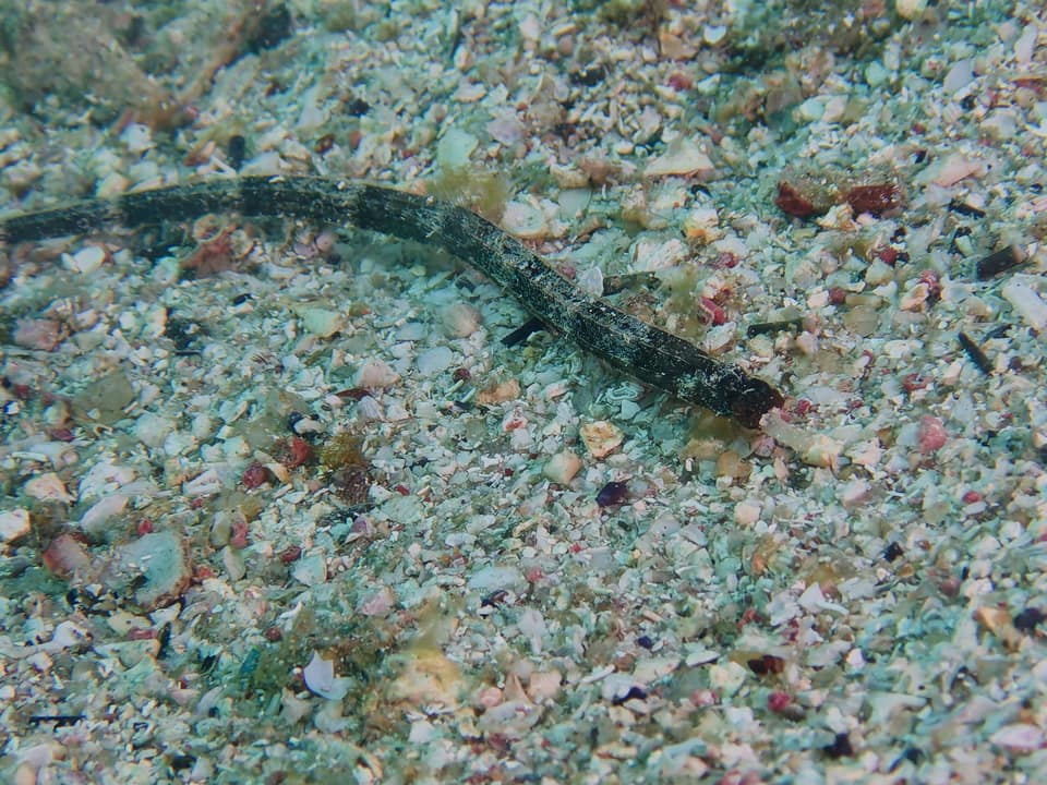 ภาพประกอบของ ปลาจิ้มฟันจระเข้ขาว (Cosmocampus albirostris)