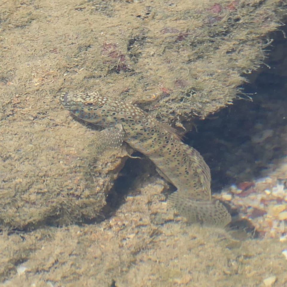 ภาพประกอบของ ปลาบู่บู่ (Cryptocentroides insignis)