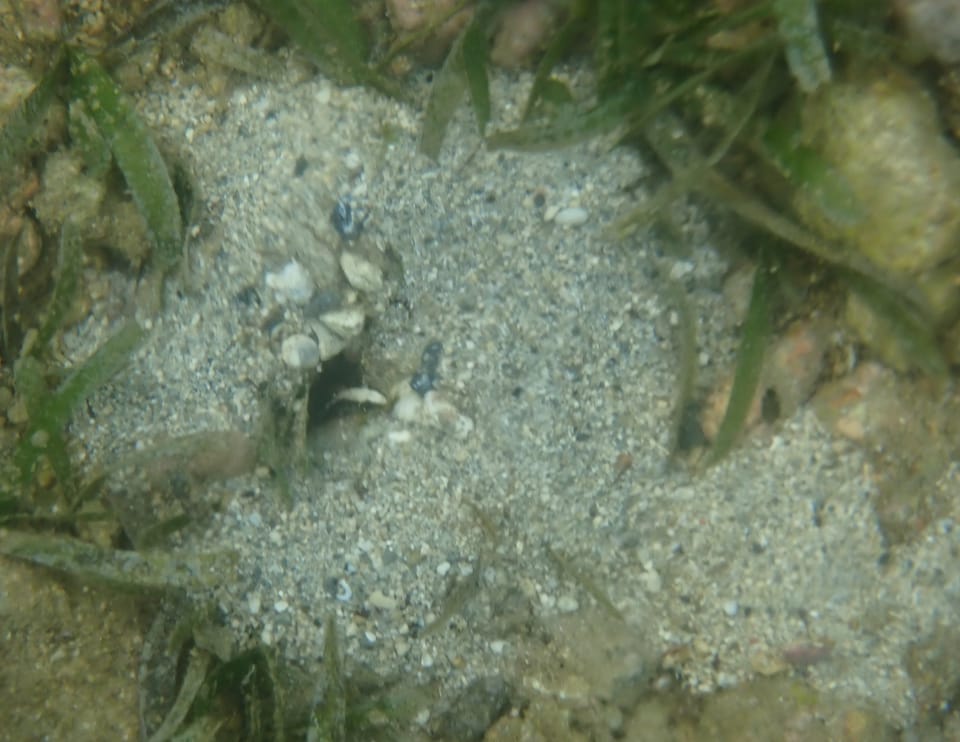 ภาพประกอบของ ปลาบู่คู่กุ้งกุ้งบู่ (Cryptocentrus albidorsus)