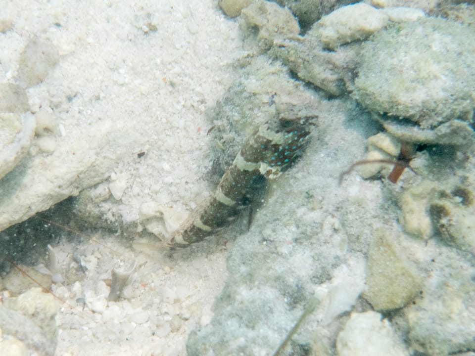 ภาพประกอบของ ปลาบู่คู่กุ้ง altipinna (Cryptocentrus altipinna)