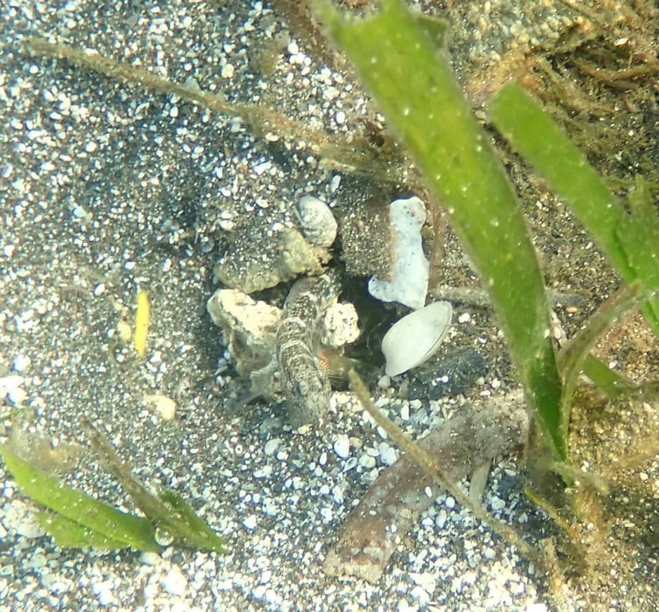ภาพประกอบของ ปลาบู่คู่กุ้งน้ำเงินลายประบู่ (Cryptocentrus caeruleomaculatus)