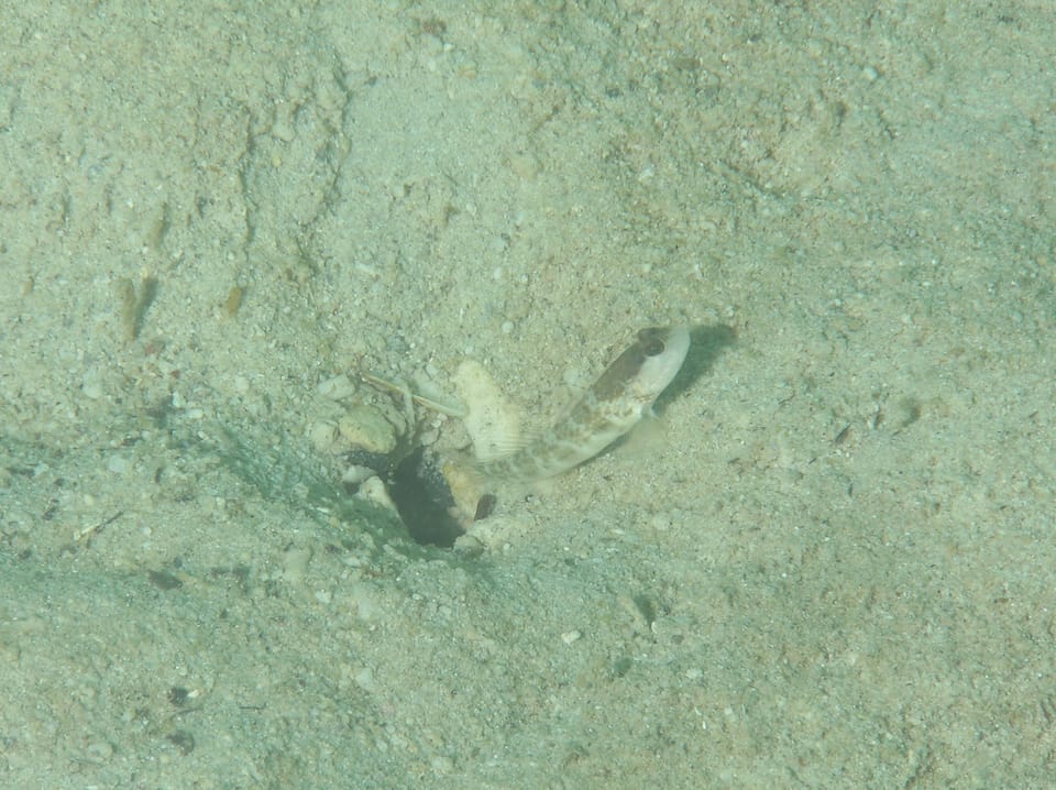 ภาพประกอบของ ปลาบู่คู่กุ้งดำกุ้งบู่ (Cryptocentrus inexplicatus)