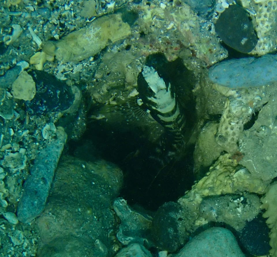 ภาพประกอบของ ปลาบู่คู่กุ้งอานม้าบู่ (Cryptocentrus leucostictus)