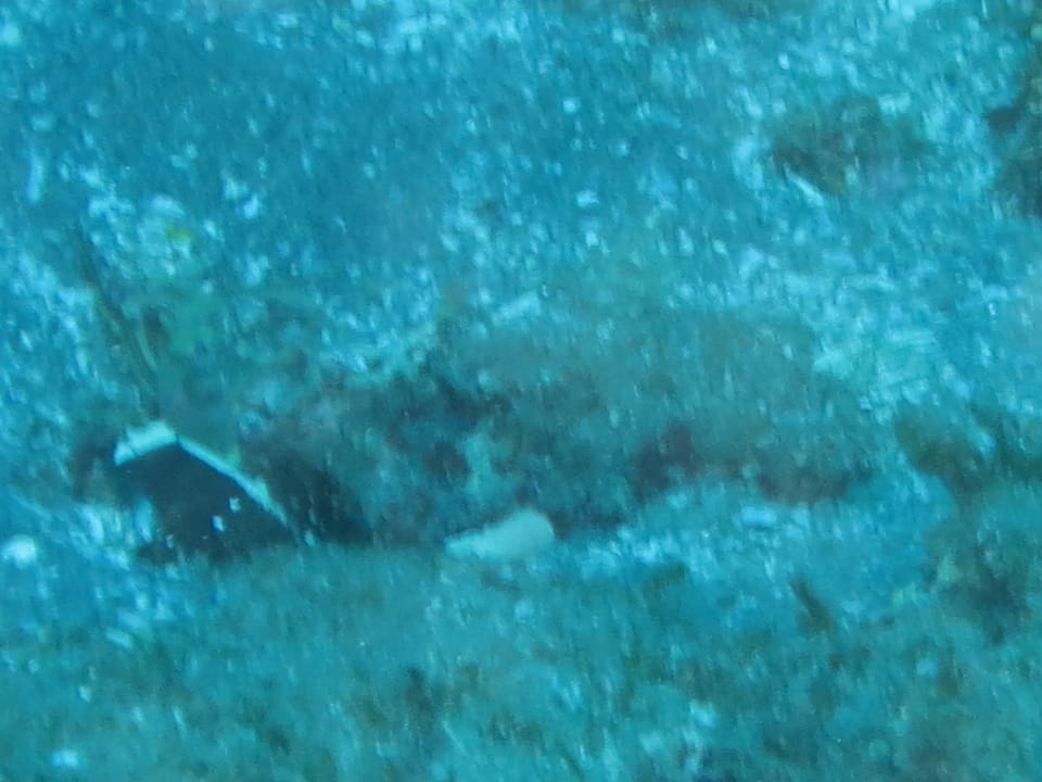 ภาพประกอบของ ปลาบู่คู่กุ้งกุ้งบู่ (Cryptocentrus malindiensis)