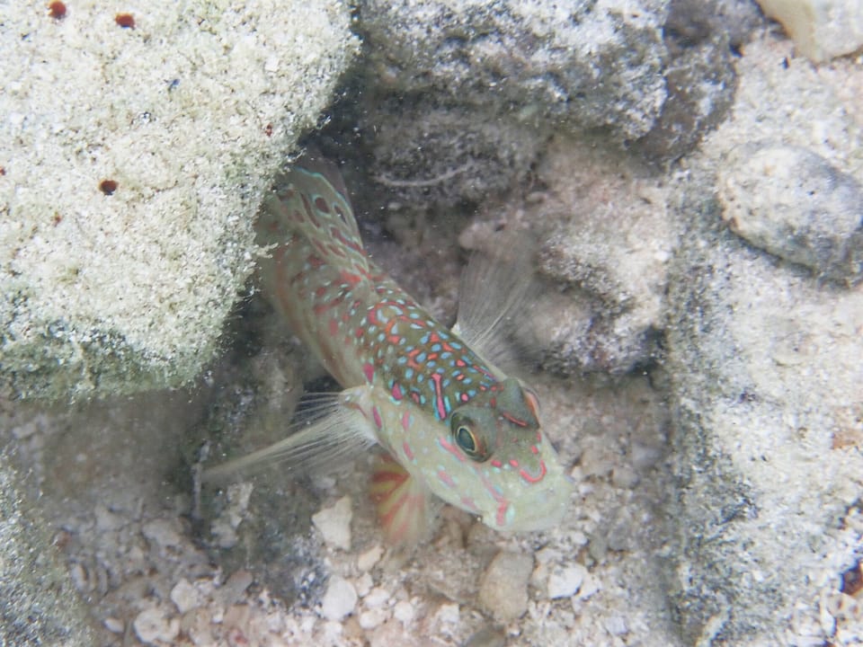 ภาพประกอบของ ปลาบู่คู่กุ้งชมพู (Cryptocentrus melanopus)