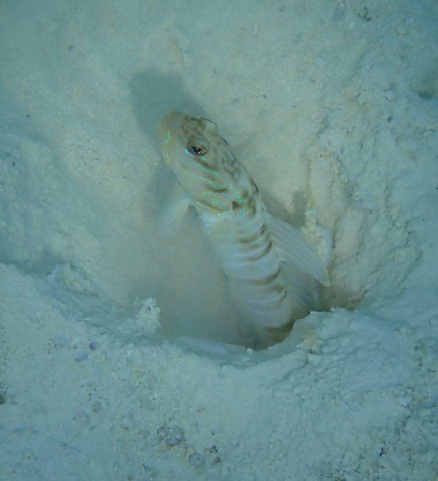 ภาพประกอบของ ปลาบู่คู่กุ้งลายขวาง (Cryptocentrus multicinctus)