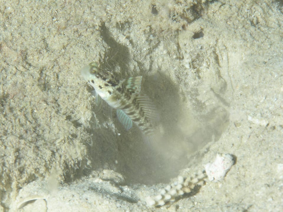 ภาพประกอบของ ปลาบู่คู่กุ้งลายขวาง (Cryptocentrus sericus)