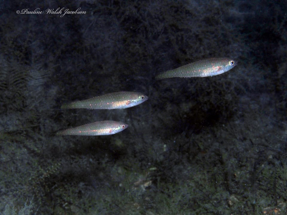 ภาพประกอบของ ปลานกแก้ว roseus (Cryptotomus roseus)