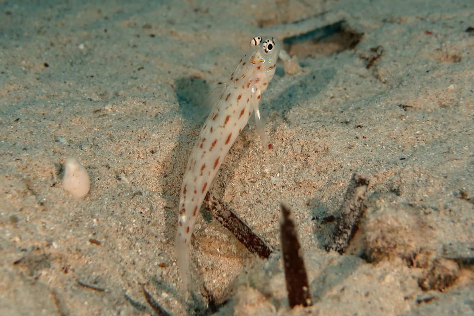 ภาพประกอบของ ปลาบู่แดงบู่ (Ctenogobiops maculosus)