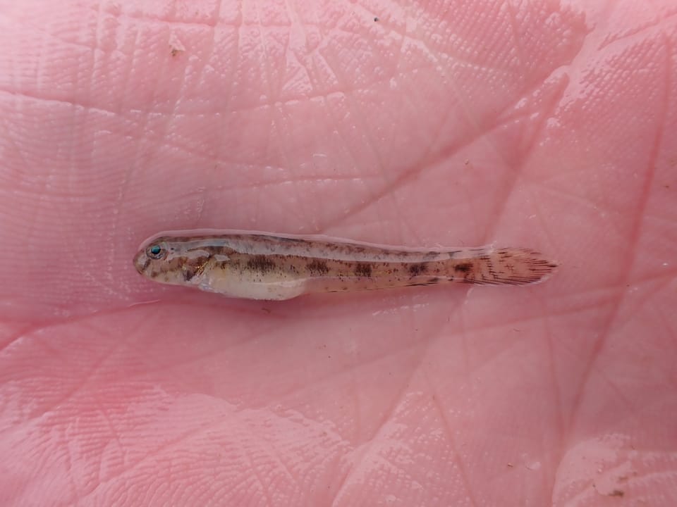 ภาพประกอบของ ปลาบู่บู่ (Ctenogobius boleosoma)