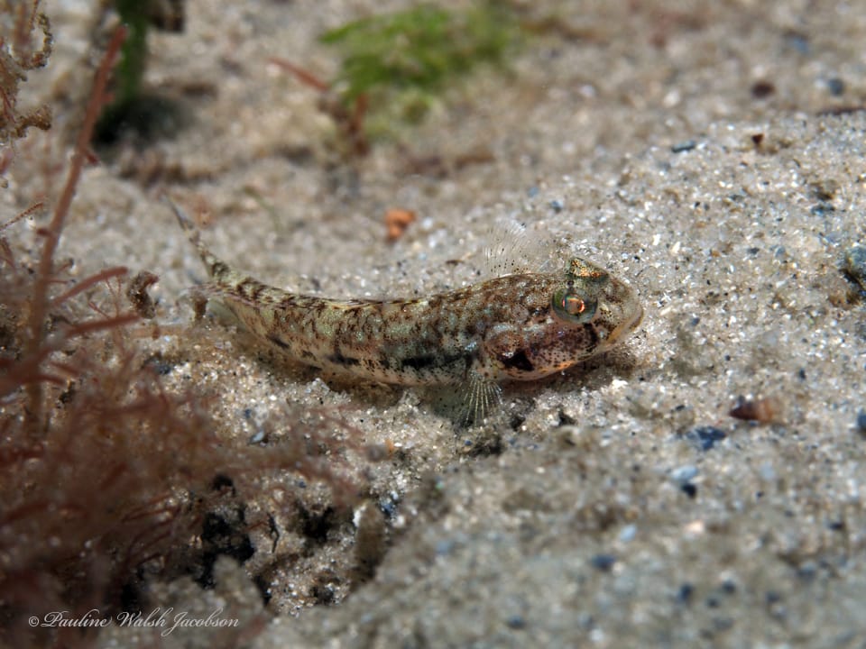 ภาพประกอบของ ปลาบู่บู่ (Ctenogobius saepepallens)