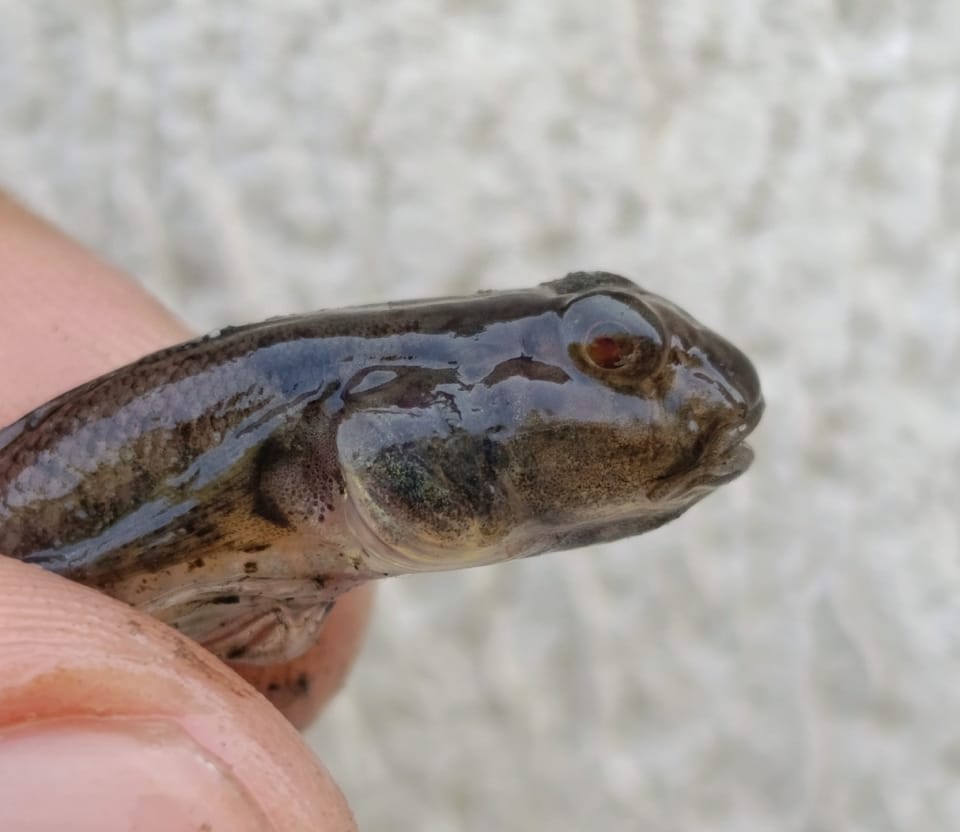 ภาพประกอบของ ปลาบู่บู่ (Ctenogobius sagittula)