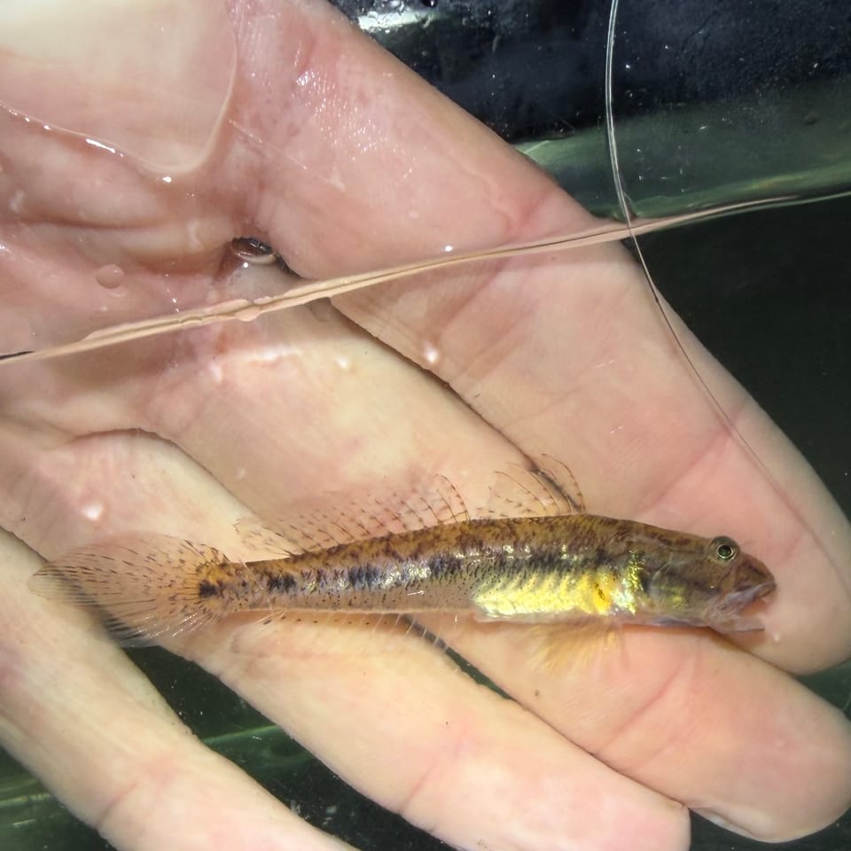 ภาพประกอบของ ปลาบู่น้ำจืดบู่ (Ctenogobius shufeldti)