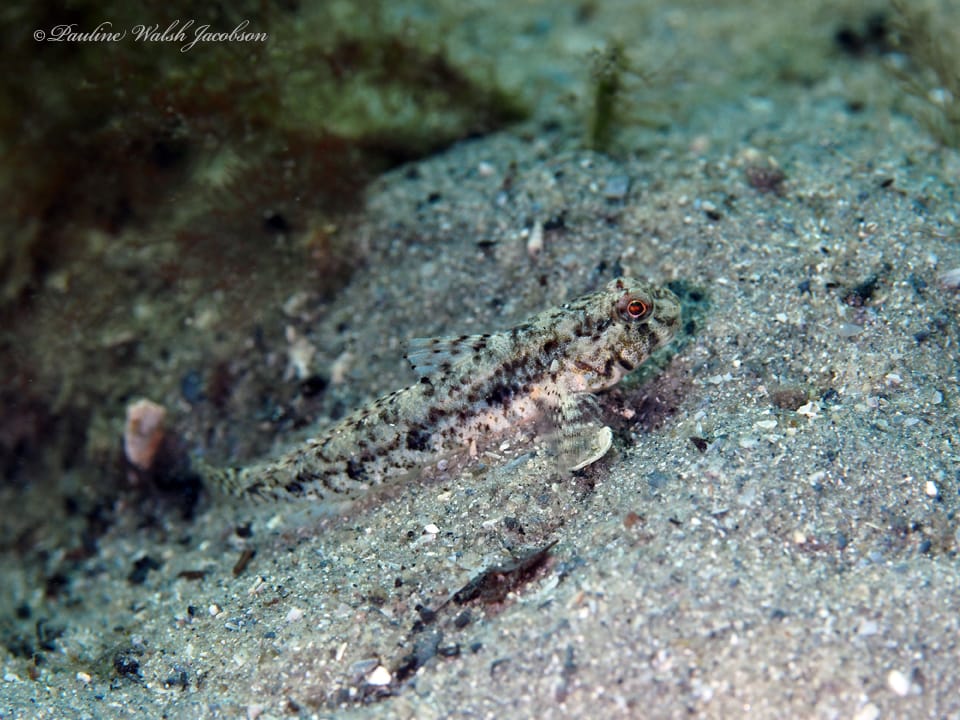 ภาพประกอบของ ปลาบู่บู่ (Ctenogobius stigmaturus)