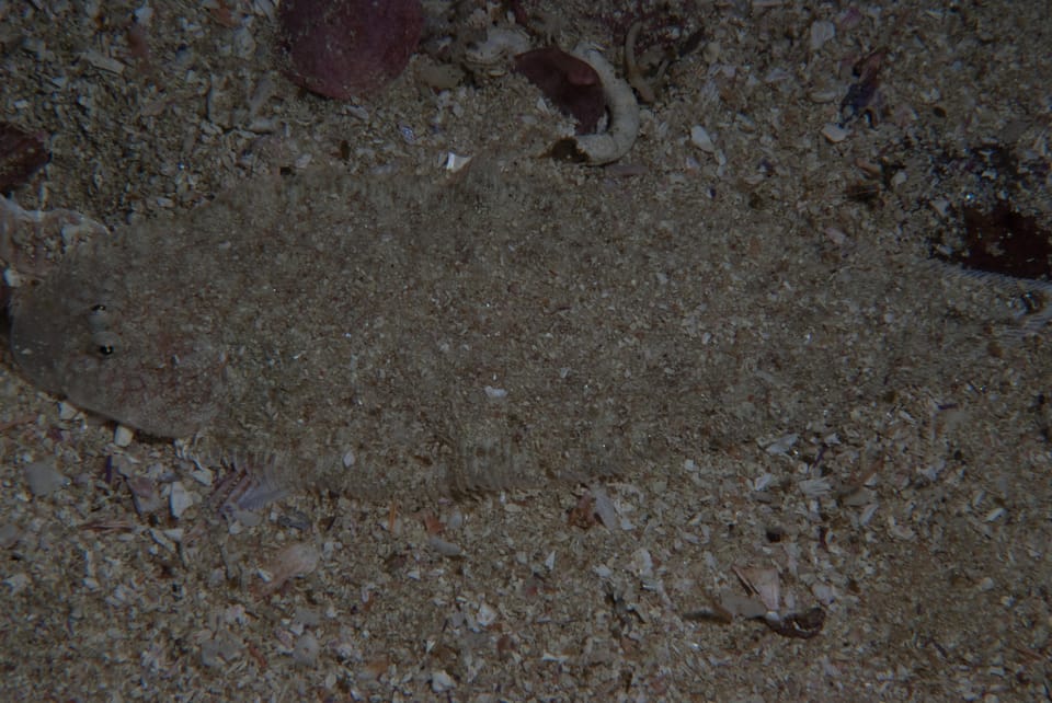 ภาพประกอบของ ปลา capensis (Cynoglossus capensis)