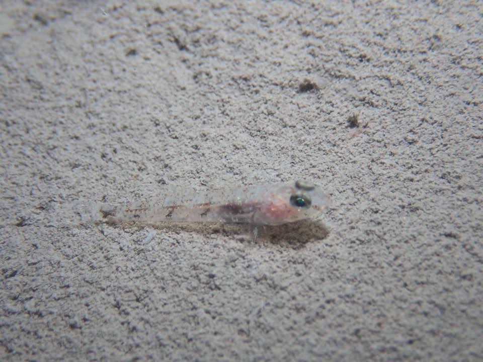 ภาพประกอบของ ปลาบู่สี่ลายจุดบู่ (Deltentosteus quadrimaculatus)