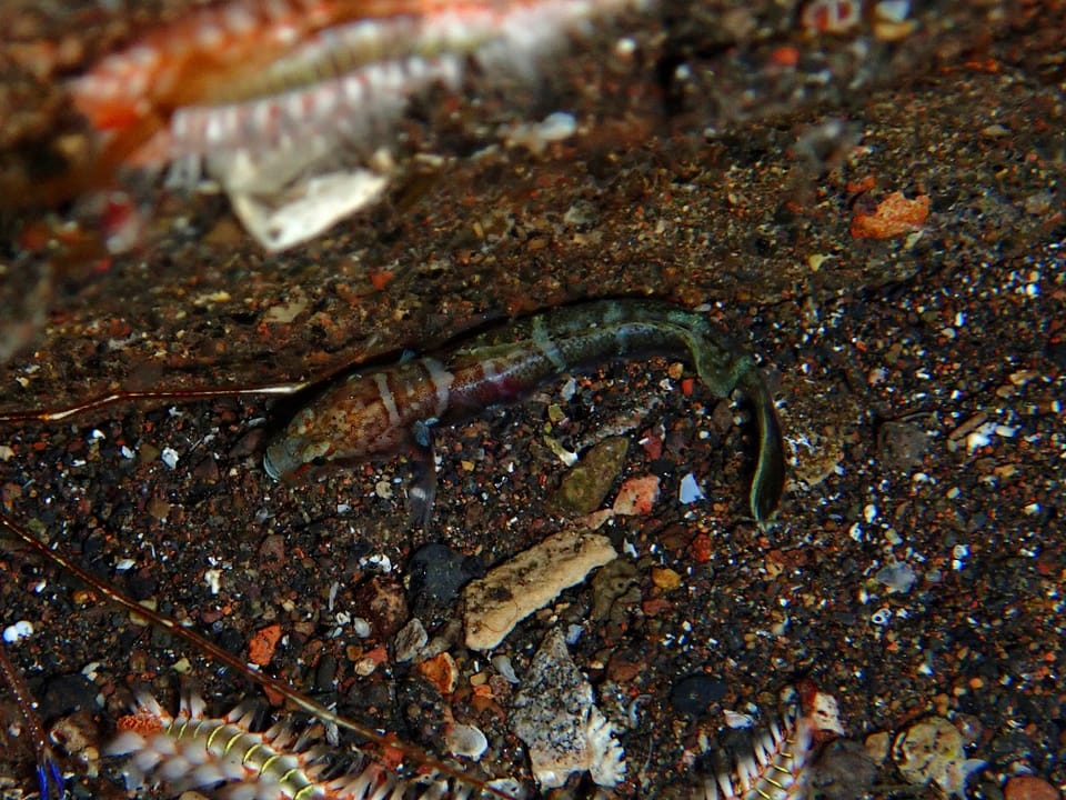 ภาพประกอบของ ปลาบู่บู่ (Didogobius kochi)
