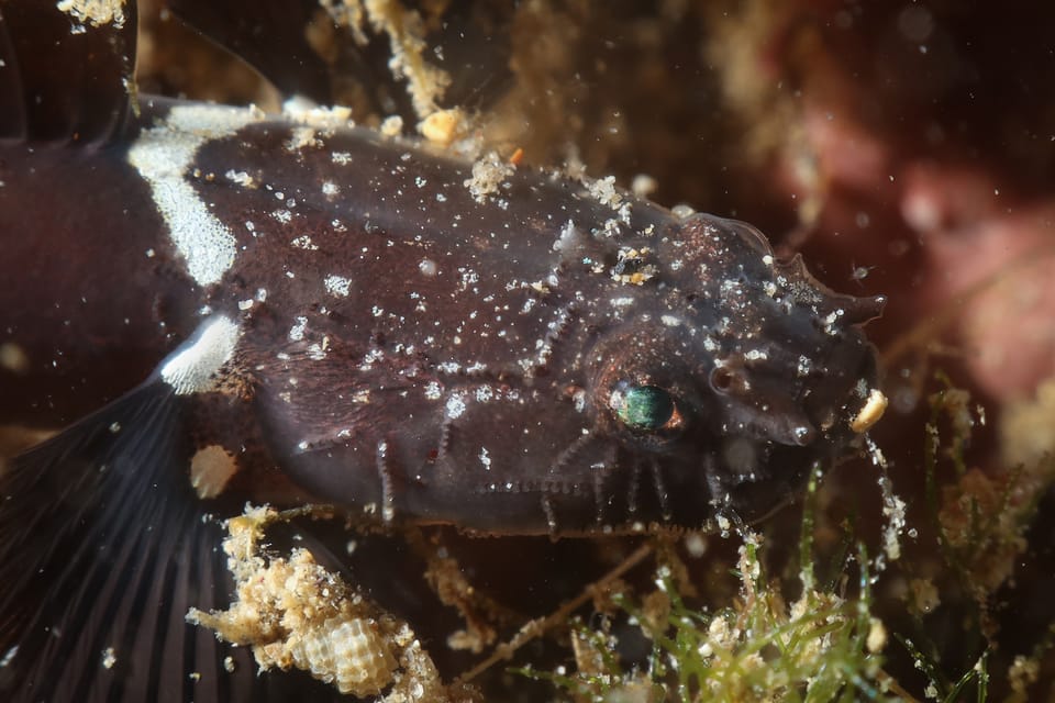 ภาพประกอบของ ปลาบู่บู่ (Didogobius schlieweni)