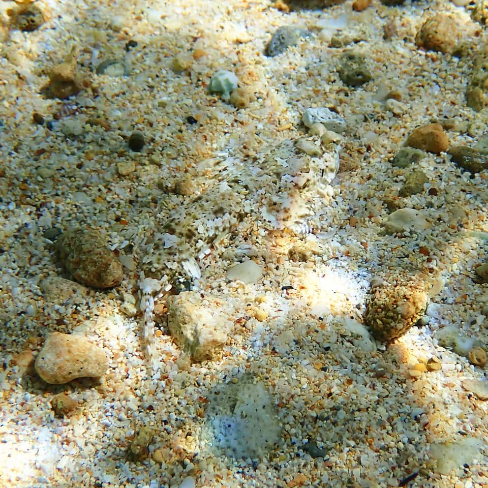 ภาพประกอบของ ปลามังกรน้อย goramensis (Diplogrammus goramensis)