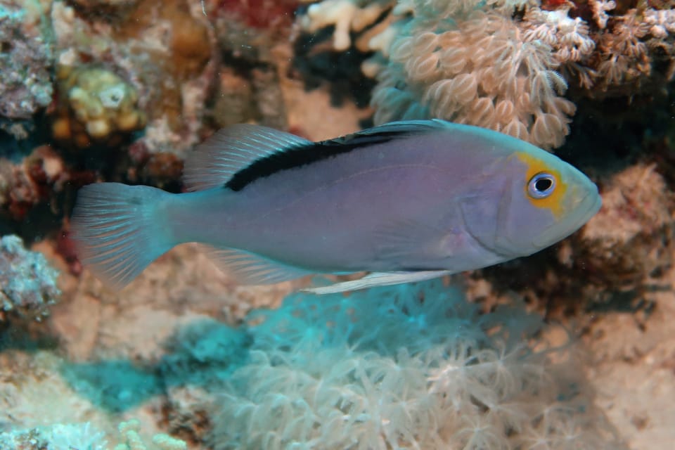 ภาพประกอบของ ปลากะรังจิ๋วแดง (Diploprion drachi)