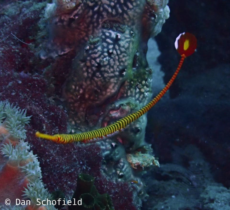 ภาพประกอบของ ปลาจิ้มฟันจระเข้ส้มลายบั้ง (Dunckerocampus pessuliferus)