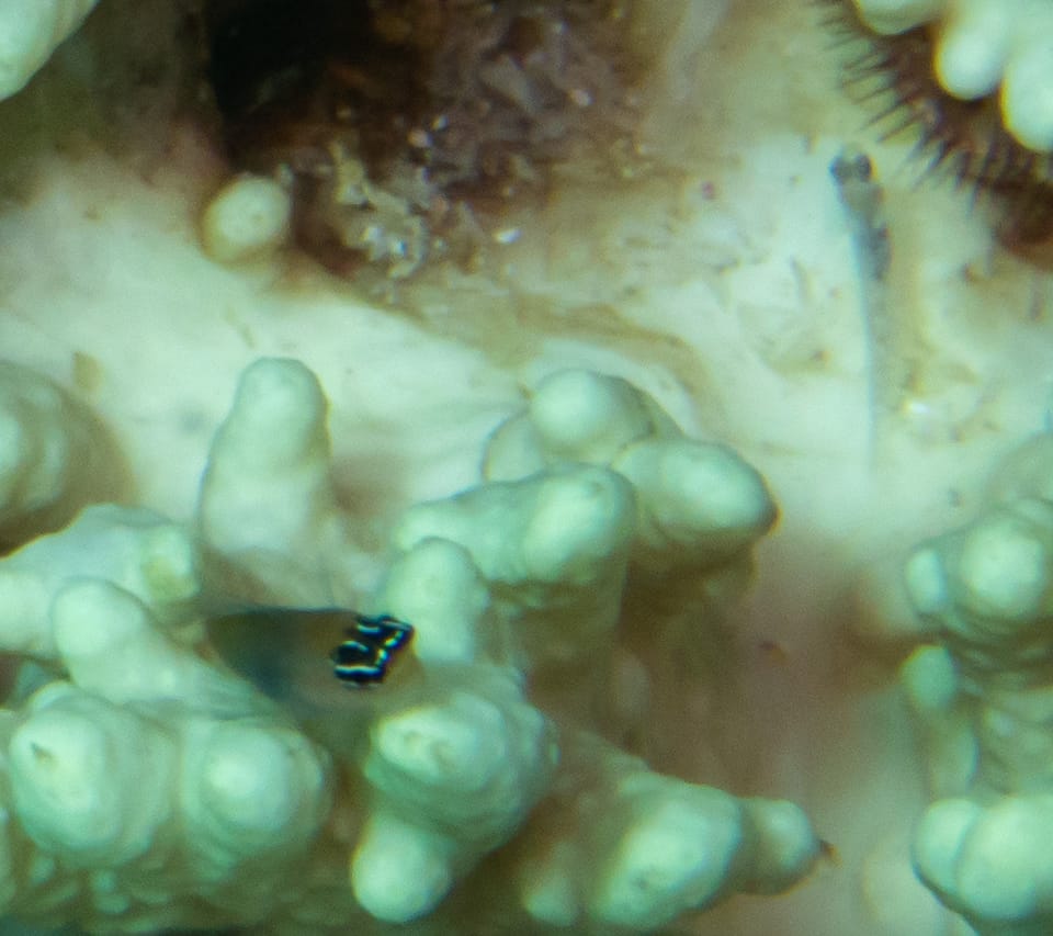 ภาพประกอบของ ปลาตั๊กแตนหินตั๊กแตนหิน (Ecsenius caeruliventris)