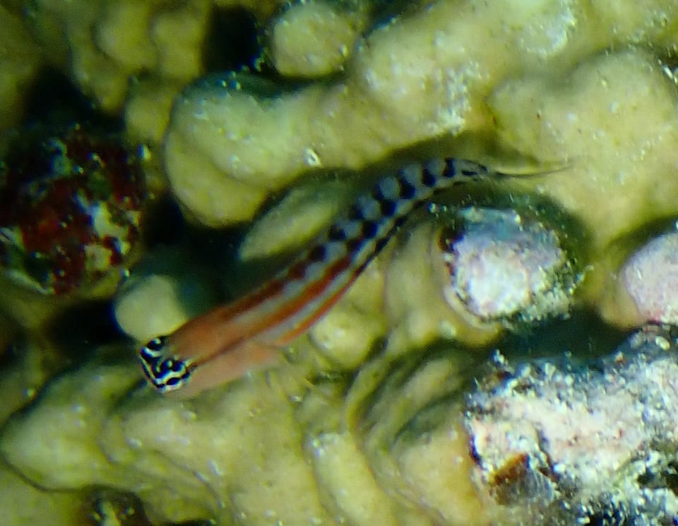 ภาพประกอบของ ปลาตั๊กแตนหินตัวตลกตั๊กแตนหิน (Ecsenius fijiensis)