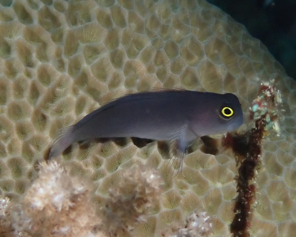 ภาพประกอบของ ปลาตั๊กแตนหินตั๊กแตนหิน (Ecsenius lividanalis)