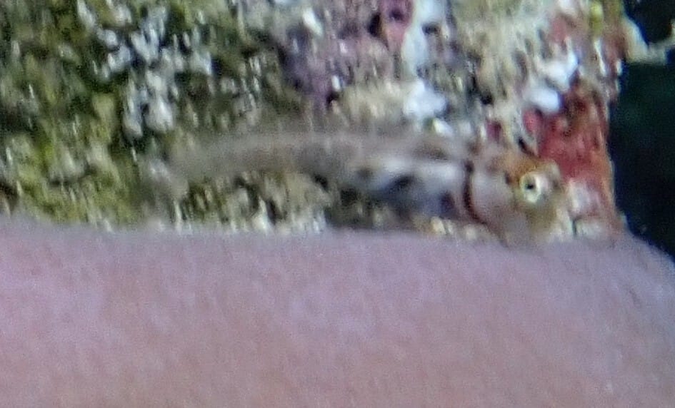 ภาพประกอบของ ปลาตั๊กแตนหินเล็กตั๊กแตนหิน (Ecsenius minutus)