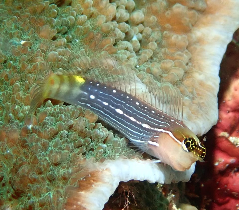 ภาพประกอบของ ปลาตั๊กแตนหินตั๊กแตนหิน (Ecsenius pictus)