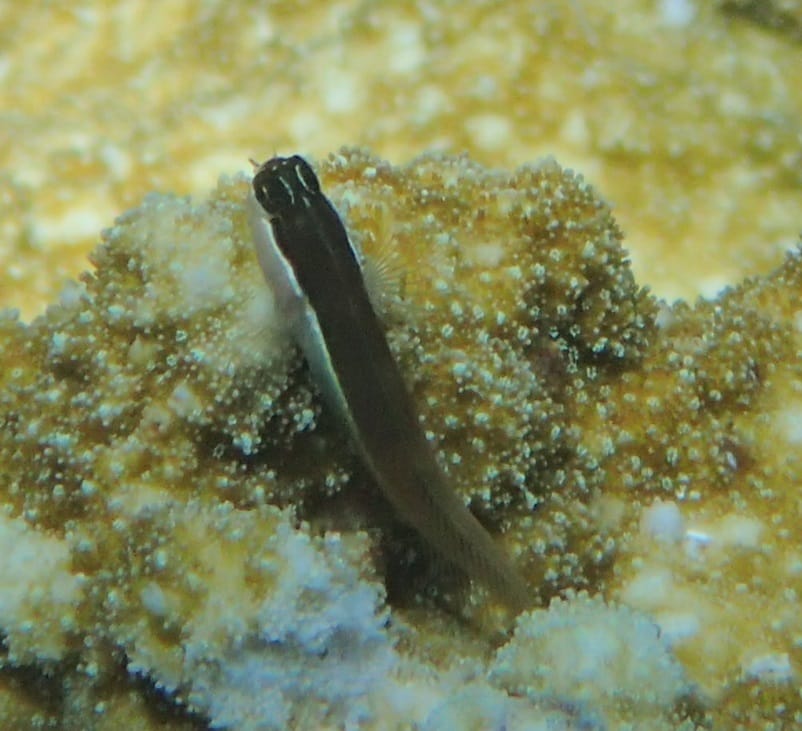 ภาพประกอบของ ปลาตั๊กแตนหิน shirleyae (Ecsenius shirleyae)