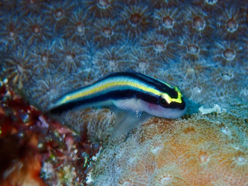ภาพประกอบของ ปลาบู่นีออนทำความสะอาดบู่ (Elacatinus cayman)