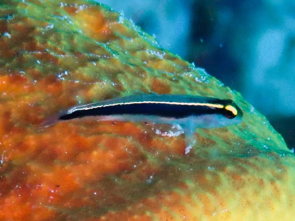 ภาพประกอบของ ปลาบู่นีออนบู่ (Elacatinus centralis)