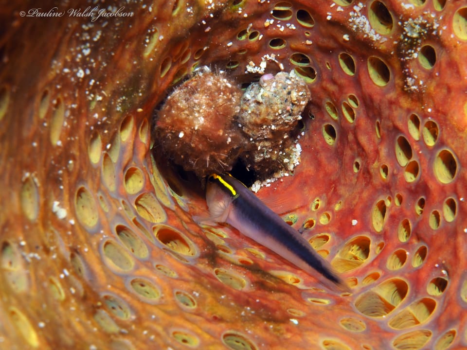 ภาพประกอบของ ปลาบู่นีออนบู่ (Elacatinus chancei)