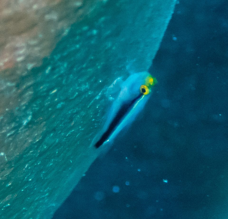 ภาพประกอบของ ปลาบู่นีออนบู่ (Elacatinus colini)