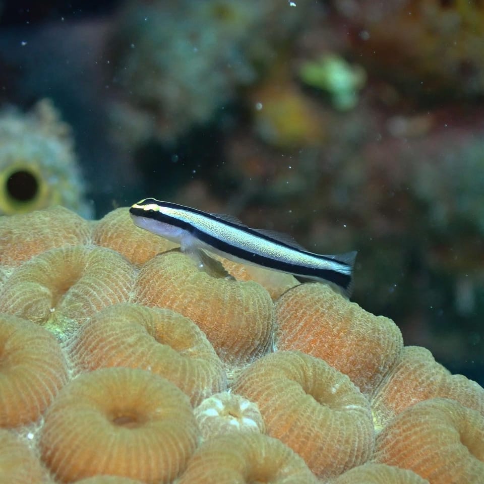 ภาพประกอบของ ปลาบู่นีออนบู่ (Elacatinus genie)