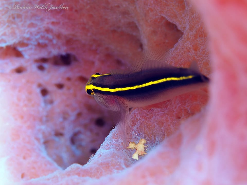 ภาพประกอบของ ปลาบู่นีออนบู่ (Elacatinus horsti)