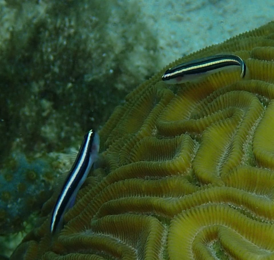 ภาพประกอบของ ปลาบู่นีออนบู่ (Elacatinus illecebrosus)