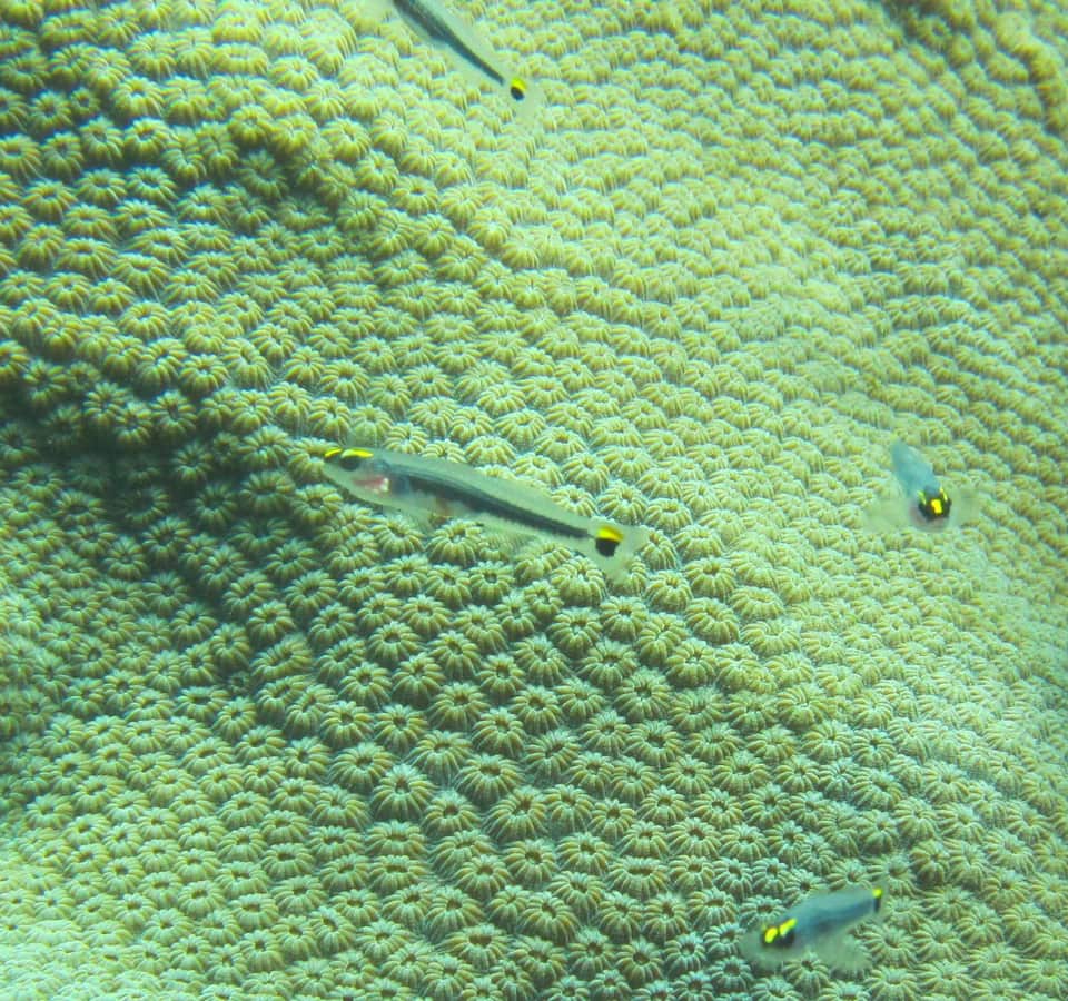 ภาพประกอบของ ปลาบู่นีออนบู่ (Elacatinus jarocho)