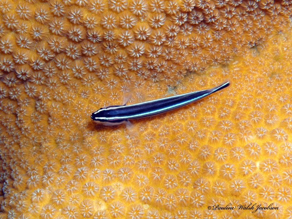 ภาพประกอบของ ปลาบู่นีออนแคริบเบียนนีออนบู่ (Elacatinus lobeli)